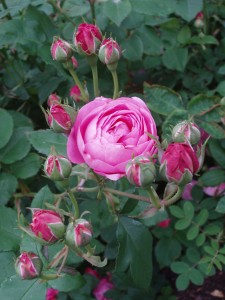 LOUISE ODIER (Historic) (Bourbon)